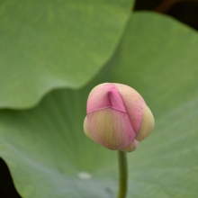 Fiori di Loto