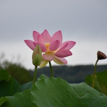 Fiori di Loto