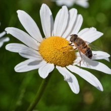 032-Oropa-giardino-botanico