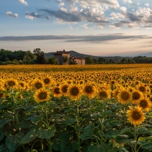 Campo di girasoli nei pressi di Viverone