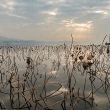 Lago di Viverone, tramonto e fiori di loto secchi