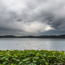 Lago di Viverone e i fiori di loto