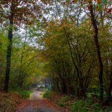 Passeggiata nei boschi di Cavaglià