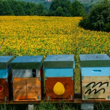 Alveari e girasoli. Viverone