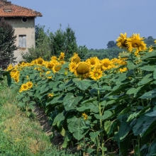 Campo di Girasoli nei pressi di Roppolo